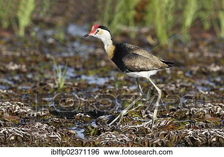 "Comb-crested Jacana (Irediparra gallinacea), adult, standing on aquatic vegetation, Kakadu National Park, Northern Territory, Australia, Oceania" View Large Photo Image Stock Photograph - "Comb-crested Jacana (Irediparra gallinacea), adult, standing on aquatic vegetation, Kakadu National Park, Northern Territory, Australia, Oceania". Fotosearch