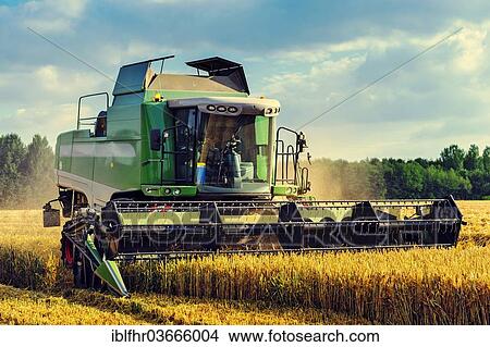"Combine harvester during the harvest of a cornfield, Grevenbroich, Rhineland, North Rhine-Westphalia, Germany, Europe" View Large Photo Image Picture - "Combine harvester during the harvest of a cornfield, Grevenbroich, Rhineland, North Rhine-Westphalia, Germany, Europe". Fotosearch