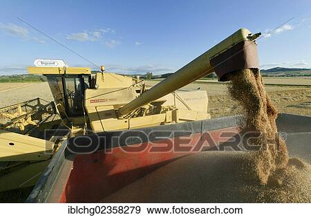 "Combine harvester emptying grain into a farm truck, Moissat, Limagne plain, Puy de Dome, Auvergne, France, Europe" View Large Photo Image Stock Photo - "Combine harvester emptying grain into a farm truck, Moissat, Limagne plain, Puy de Dome, Auvergne, France, Europe". Fotosearch