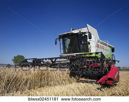 "Combine harvester harvesting a crop of grain, Brittany, Finistere, France, Europe" View Large Photo Image Stock Image - "Combine harvester harvesting a crop of grain, Brittany, Finistere, France, Europe". Fotosearch