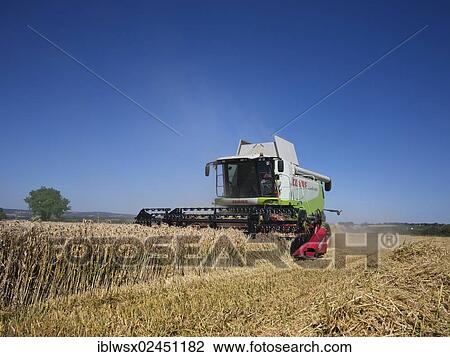 Stock Image - "Combine harvester harvesting a crop of grain, Brittany, Finistere, France, Europe". Fotosearch