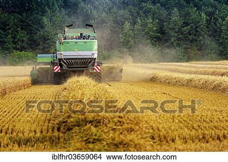 "Combine harvester harvesting grain, Grevenbroich, North Rhine-Westphalia, Germany, Europe" View Large Photo Image Picture - "Combine harvester harvesting grain, Grevenbroich, North Rhine-Westphalia, Germany, Europe". Fotosearch