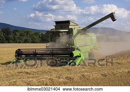 "Combine harvester working in a wheat field, Buttlar, Buttlar, Thuringia, Germany, Europe" View Large Photo Image Picture - "Combine harvester working in a wheat field, Buttlar, Buttlar, Thuringia, Germany, Europe". Fotosearch