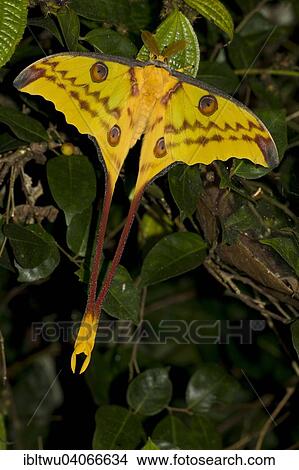 "Comet Moth (Argema mittrei), rainforest of Andasibe, East Coast, Madagascar, Africa" View Large Photo Image Picture - "Comet Moth (Argema mittrei), rainforest of Andasibe, East Coast, Madagascar, Africa". Fotosearch