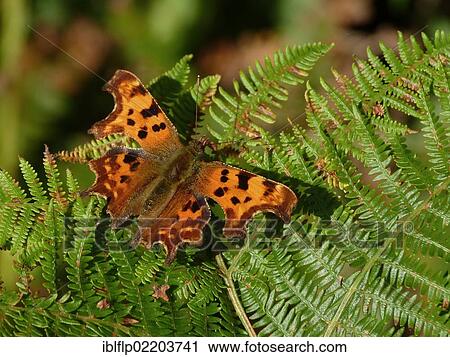 Stock Image - "Comma (Polygonia c-album), adult, sunning on bracken frond, Gloucestershire, England, United Kingdom, Europe". Fotosearch