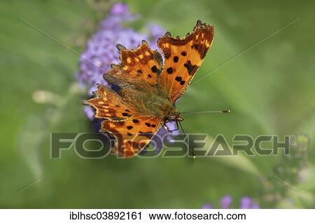 "Comma (Polygonia c-album), butterfly, Upper Bavaria, Bavaria, Germany, Europe" View Large Photo Image Stock Image - "Comma (Polygonia c-album), butterfly, Upper Bavaria, Bavaria, Germany, Europe". Fotosearch