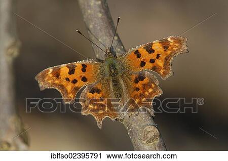 "Comma (Polygonia c-album, Nymphalis c-album, Nymphalis urticae), Nymphalidae, Thuringia, Germany, Europe" View Large Photo Image Stock Image - "Comma (Polygonia c-album, Nymphalis c-album, Nymphalis urticae), Nymphalidae, Thuringia, Germany, Europe". Fotosearch