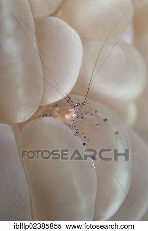 "Commensal Shrimp (Vir philippinensis), adult, sheltering on Bubble Coral (Plerogyra sinuosa), Farondi Island, Raja Ampat Islands, Four Kings, West Papua, New Guinea, Indonesia, Southeast Asia, Asia" View Large Photo Image Stock Photography - "Commensal Shrimp (Vir philippinensis), adult, sheltering on Bubble Coral (Plerogyra sinuosa), Farondi Island, Raja Ampat Islands, Four Kings, West Papua, New Guinea, Indonesia, Southeast Asia, Asia". Fotosearch