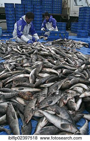 "Commercial fishing catch with fishermen, unloaded at harbour, Hokkaido, Japan, Asia" View Large Photo Image Stock Photo - "Commercial fishing catch with fishermen, unloaded at harbour, Hokkaido, Japan, Asia". Fotosearch