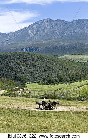 "Commercial ostrich farm, Swartberg Range, Oudtshoorn, Western Cape, South Africa, Africa" View Large Photo Image Stock Image - "Commercial ostrich farm, Swartberg Range, Oudtshoorn, Western Cape, South Africa, Africa". Fotosearch