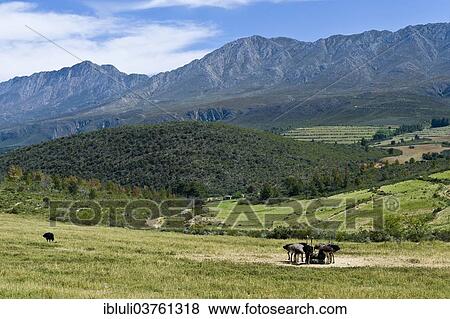 "Commercial ostrich farm, Swartberg Range, Oudtshoorn, Western Cape, South Africa, Africa" View Large Photo Image Stock Photo - "Commercial ostrich farm, Swartberg Range, Oudtshoorn, Western Cape, South Africa, Africa". Fotosearch