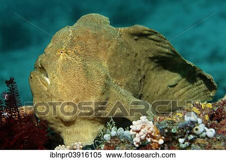 "Commerson's Frogfish or Giant Frogfish (Antennarius commerson), Great Barrier Reef, UNESCO World Natural Heritage Site, Pacific Ocean, Queensland, Australia, Oceania" View Large Photo Image Stock Photography - "Commerson's Frogfish or Giant Frogfish (Antennarius commerson), Great Barrier Reef, UNESCO World Natural Heritage Site, Pacific Ocean, Queensland, Australia, Oceania". Fotosearch