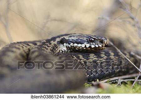 "Common Adder or Common Viper (Vipera berus), Emsland Region, Lower Saxony, Germany, Europe" View Large Photo Image Picture - "Common Adder or Common Viper (Vipera berus), Emsland Region, Lower Saxony, Germany, Europe". Fotosearch
