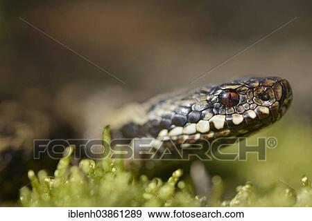 "Common Adder or Common Viper (Vipera berus), Emsland Region, Lower Saxony, Germany, Europe" View Large Photo Image Stock Photo - "Common Adder or Common Viper (Vipera berus), Emsland Region, Lower Saxony, Germany, Europe". Fotosearch