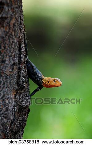 Stock Photo - "Common Agama (Agama agama), Freetown, Western Area, Sierra Leone, Africa". Fotosearch