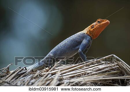 "Common Agama (Agama agama), North Region, Cameroon, Africa" View Large Photo Image Stock Image - "Common Agama (Agama agama), North Region, Cameroon, Africa". Fotosearch