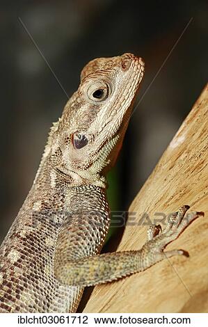 Stock Image - "Common Agama, Red-headed Rock Agama, or Rainbow Agama (Agama agama), female, native to Africa, captive, Bergkamen, North Rhine-Westphalia, Germany, Europe". Fotosearch