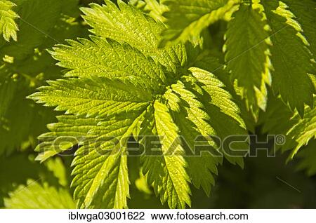 "Common agrimony, church steeples or sticklewort (Agrimonia eupatoria)" View Large Photo Image Stock Image - "Common agrimony, church steeples or sticklewort (Agrimonia eupatoria)". Fotosearch