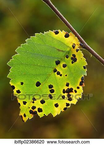 "Common Alder (Alnus glutinosa), close-up of leaf, in autumn colour with tar spot disease lesions, Leicestershire, England, United Kingdom, Europe" View Large Photo Image Stock Image - "Common Alder (Alnus glutinosa), close-up of leaf, in autumn colour with tar spot disease lesions, Leicestershire, England, United Kingdom, Europe". Fotosearch
