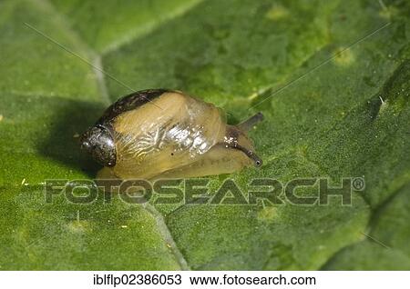 "Common Amber Snail (Succinea putris), crawling on leaf, Goring-on-Thames, Oxfordshire, England, United Kingdom, Europe" View Large Photo Image Stock Image - "Common Amber Snail (Succinea putris), crawling on leaf, Goring-on-Thames, Oxfordshire, England, United Kingdom, Europe". Fotosearch