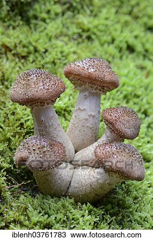 Stock Image - "Common Armillaria (Armillaria ostoyae), Tinner Loh nature reserve, Emsland, Lower Saxony, Germany, Europe". Fotosearch