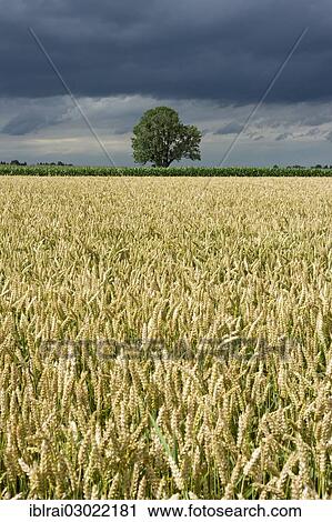 "Common Ash (Fraxinus excelsior) behind a wheat field (Triticum L. ) with dark storm clouds, cumulonimbus clouds, Frotzhofen, Anzing, Upper Bavaria, Bavaria, Germany, Europe" View Large Photo Image Stock Image - "Common Ash (Fraxinus excelsior) behind a wheat field (Triticum L. ) with dark storm clouds, cumulonimbus clouds, Frotzhofen, Anzing, Upper Bavaria, Bavaria, Germany, Europe". Fotosearch