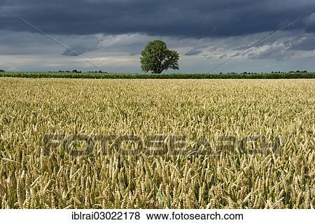 "Common Ash (Fraxinus excelsior) behind a wheat field (Triticum L. ), with dark storm clouds, cumulonimbus clouds, Frotzhofen, Anzing, Upper Bavaria, Bavaria, Germany, Europe" View Large Photo Image Stock Photo - "Common Ash (Fraxinus excelsior) behind a wheat field (Triticum L. ), with dark storm clouds, cumulonimbus clouds, Frotzhofen, Anzing, Upper Bavaria, Bavaria, Germany, Europe". Fotosearch