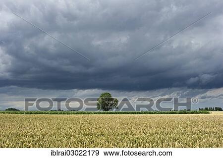 Stock Photo - "Common Ash (Fraxinus excelsior) behind a wheat field (Triticum L. ) with dark storm clouds, cumulonimbus clouds, Frotzhofen, Anzing, Upper Bavaria, Bavaria, Germany, Europe". Fotosearch