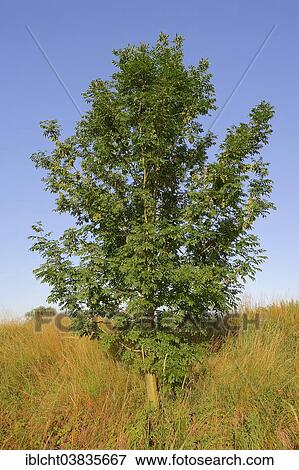 "Common Ash (Fraxinus excelsior), North Rhine-Westphalia, Germany, Europe" View Large Photo Image Stock Photo - "Common Ash (Fraxinus excelsior), North Rhine-Westphalia, Germany, Europe". Fotosearch