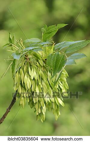 "Common Ash (Fraxinus excelsior), fruits in spring, North Rhine-Westphalia, Germany, Europe" View Large Photo Image Picture - "Common Ash (Fraxinus excelsior), fruits in spring, North Rhine-Westphalia, Germany, Europe". Fotosearch