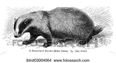 "Common Badger (Meles taxus), illustration from Meyers Konversations-Lexikon encyclopedia, 1897" View Large Photo Image Picture - "Common Badger (Meles taxus), illustration from Meyers Konversations-Lexikon encyclopedia, 1897". Fotosearch
