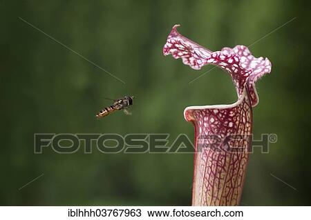 "Common Banded Hoverfly (Syrphus ribesii) hoving at a Pitcher Plant (Sarracenia hybrids), Erfurt, Thuringia, Germany, Europe" View Large Photo Image Stock Image - "Common Banded Hoverfly (Syrphus ribesii) hoving at a Pitcher Plant (Sarracenia hybrids), Erfurt, Thuringia, Germany, Europe". Fotosearch