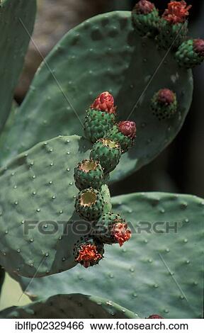 Common Beavertail (Opuntia basilaris) cactus View Large Photo Image Stock Photograph - Common Beavertail (Opuntia basilaris) cactus. Fotosearch