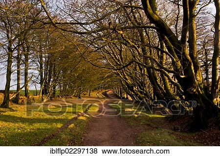 "Common Beech (Fagus sylvatica), habit, old trees growing along footpath, Macmillan Way West Footpath, Great Hill, Triscombe Stone, Quantock Hills, Somerset, England, United Kingdom, Europe" View Large Photo Image Stock Photo - "Common Beech (Fagus sylvatica), habit, old trees growing along footpath, Macmillan Way West Footpath, Great Hill, Triscombe Stone, Quantock Hills, Somerset, England, United Kingdom, Europe". Fotosearch