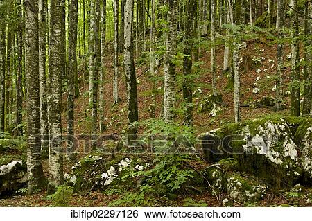Stock Photograph - "Common Beech (Fagus sylvatica), old woodland habitat on limestone, Triglav National Park, Julian Alps, Slovenia, Europe". Fotosearch
