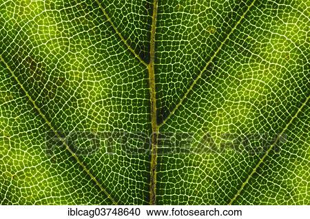 "Common Beech or European Beech (Fagus sylvatica) leaf structure in transmitted light, beginning autumnal colouration, detail, city centre, Frankfurt am Main, Hesse, Germany, Europe" View Large Photo Image Stock Image - "Common Beech or European Beech (Fagus sylvatica) leaf structure in transmitted light, beginning autumnal colouration, detail, city centre, Frankfurt am Main, Hesse, Germany, Europe". Fotosearch