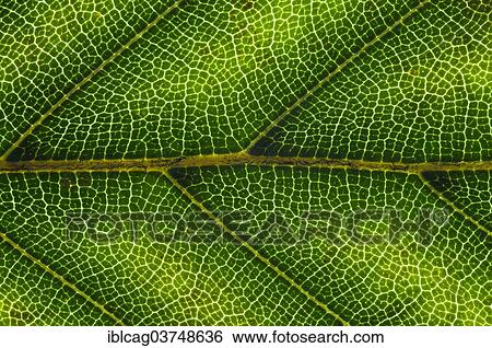 "Common Beech or European Beech (Fagus sylvatica) leaf structure in transmitted light, beginning autumnal colouration, detail, city centre, Frankfurt am Main, Hesse, Germany, Europe" View Large Photo Image Stock Photograph - "Common Beech or European Beech (Fagus sylvatica) leaf structure in transmitted light, beginning autumnal colouration, detail, city centre, Frankfurt am Main, Hesse, Germany, Europe". Fotosearch