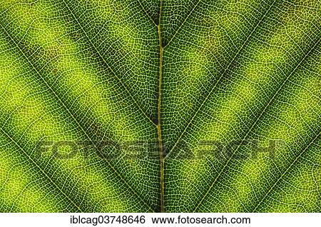 "Common Beech or European Beech (Fagus sylvatica) leaf structure in transmitted light, beginning autumnal colouration, detail, city centre, Frankfurt am Main, Hesse, Germany, Europe" View Large Photo Image Stock Photograph - "Common Beech or European Beech (Fagus sylvatica) leaf structure in transmitted light, beginning autumnal colouration, detail, city centre, Frankfurt am Main, Hesse, Germany, Europe". Fotosearch