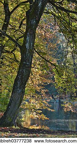 "Common Beeches or European Beeches (Fagus sylvatica) in autumn, gardens of Schloss Matzen Castle, Kramsach, Tyrol, Austria, Europe" View Large Photo Image Stock Photo - "Common Beeches or European Beeches (Fagus sylvatica) in autumn, gardens of Schloss Matzen Castle, Kramsach, Tyrol, Austria, Europe". Fotosearch
