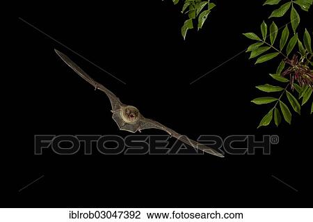Stock Image - "Common Bent-wing Bat or Schreibers' Long-fingered Bat (Miniopterus schreibersii) in flight, North Bulgaria, Bulgaria, Europe". Fotosearch
