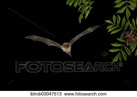 "Common Bent-wing Bat or Schreibers' Long-fingered Bat (Miniopterus schreibersii) in flight, Nordbulgarien, Bulgaria, Europe" View Large Photo Image Stock Image - "Common Bent-wing Bat or Schreibers' Long-fingered Bat (Miniopterus schreibersii) in flight, Nordbulgarien, Bulgaria, Europe". Fotosearch