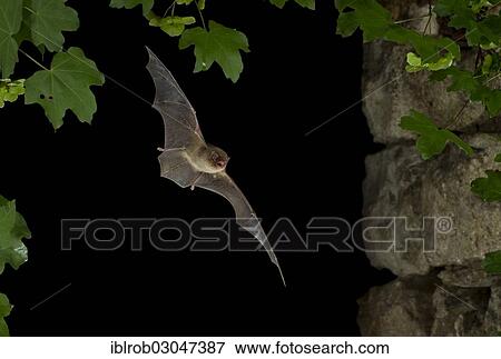"Common Bent-wing Bat or Schreibers' Long-fingered Bat (Miniopterus schreibersii) in flight, North Bulgaria, Bulgaria, Europe" View Large Photo Image Stock Photo - "Common Bent-wing Bat or Schreibers' Long-fingered Bat (Miniopterus schreibersii) in flight, North Bulgaria, Bulgaria, Europe". Fotosearch