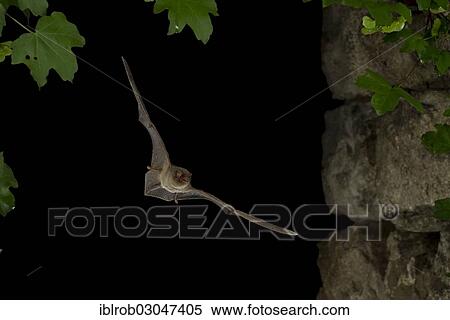 "Common Bent-wing Bat or Schreibers' Long-fingered Bat (Miniopterus schreibersii) in flight, North Bulgaria, Bulgaria, Europe" View Large Photo Image Stock Photography - "Common Bent-wing Bat or Schreibers' Long-fingered Bat (Miniopterus schreibersii) in flight, North Bulgaria, Bulgaria, Europe". Fotosearch