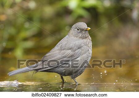 "Common Blackbird (Turdus merula), Limburg an der Lahn, Hesse, Germany, Europe" View Large Photo Image Stock Photo - "Common Blackbird (Turdus merula), Limburg an der Lahn, Hesse, Germany, Europe". Fotosearch