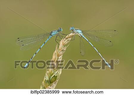 "Common Blue Damselfly (Enallagma cyathigerum), two adult males, resting on grass seedhead, Leicestershire, England, United Kingdom, Europe" View Large Photo Image Stock Photo - "Common Blue Damselfly (Enallagma cyathigerum), two adult males, resting on grass seedhead, Leicestershire, England, United Kingdom, Europe". Fotosearch