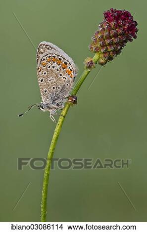 "Common Blue (Polyommatus icarus), butterfly, Tyrol, Austria, Europe" View Large Photo Image Picture - "Common Blue (Polyommatus icarus), butterfly, Tyrol, Austria, Europe". Fotosearch