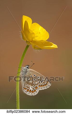 "Common Blue (Polyommatus icarus), female, resting on stem of flowering buttercup, Leicestershire, England, United Kingdom, Europe" View Large Photo Image Picture - "Common Blue (Polyommatus icarus), female, resting on stem of flowering buttercup, Leicestershire, England, United Kingdom, Europe". Fotosearch