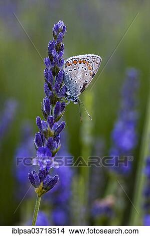 "Common Blue (Polyommatus icarus) sitting on flowers of lavender (Lavandula angustifolia), Provence, France, Europe" View Large Photo Image Picture - "Common Blue (Polyommatus icarus) sitting on flowers of lavender (Lavandula angustifolia), Provence, France, Europe". Fotosearch