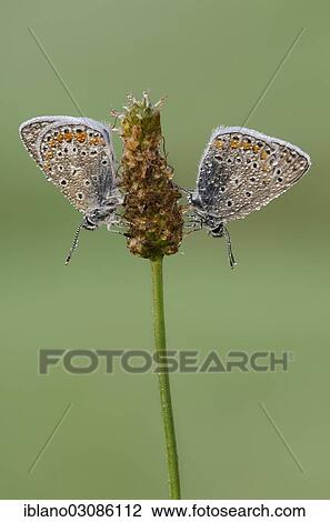 "Common Blue (Polyommatus icarus), butterflies, Tyrol, Austria, Europe" View Large Photo Image Stock Image - "Common Blue (Polyommatus icarus), butterflies, Tyrol, Austria, Europe". Fotosearch