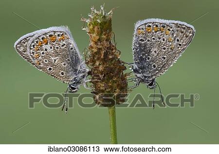 "Common Blue (Polyommatus icarus), butterflies, Tyrol, Austria, Europe" View Large Photo Image Stock Image - "Common Blue (Polyommatus icarus), butterflies, Tyrol, Austria, Europe". Fotosearch